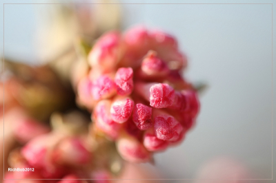 Tijdens de afgelopen vorstperiode een macro opname gemaakt van onze bloeiende struik in de tuin