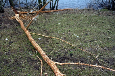 Van de driestammige wilg had de bever er twee omgelegd. De schapen maakten er dankbaar gebruik van door de verse bast er af te knabbelen.