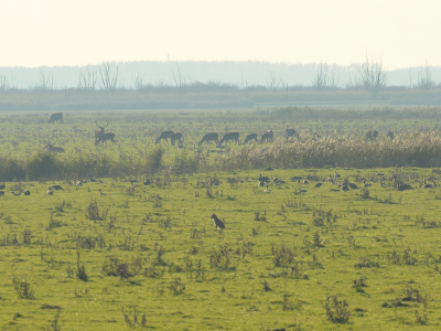 "All of OVP" Een jonge vos kijkt op zijn gemak voor zich uit. Achter hem een groep fouragerende grauwe ganzen. Van achter de rietkraag ziet het mannetjes hert over zijn hindes dat het goed is. Achterin het veld graast nog een heckrund. Eigenlijk mis ik alleen nog een overvliegende zeearend...