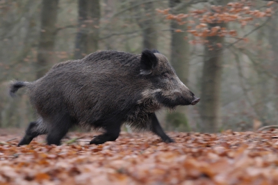 Op een plek waar ik ze vaak zag oversteken van het ene naar het andere bos ben ik op de grond gaan liggen met camera. Na een tijd wachten had ik geluk. Camera meegetrokken met het rennende zwijn.

Gr, Bianca