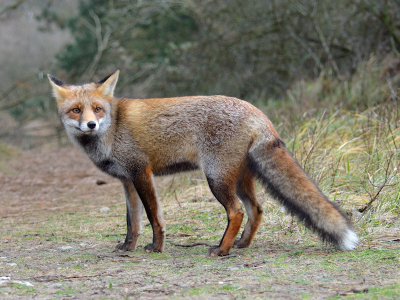 Ik heb niet echt mijn best hoeven doen, maar dat hoeft natuurlijk ook niet altijd. Soms heb je gewoon geluk. Hoewel je dat in de AWD wel erg vaak hebt :-).

Ben wel blij met dit resultaat. De vos ging zo mooi vrij in het pad staan.