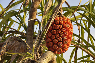 vrucht of bloem aan een boom die vlakbij het strand groeit, aan een laaghangende tak. de vrucht is net zo groot als een ananas.