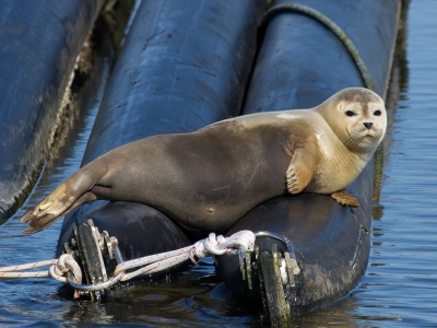 In het voorjaarszonnetje lag deze Zeehond heerlijk uit te buiken. Je zou er jaloers op worden. Met behulp van 1-pootstatief.