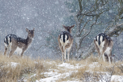 De foto is gemaakt in natuurgebied de Amsterdamse Waterleidingduinen tijdens een sneeuwbui. Door de sneeuw is het een beetje een schilderachtig plaatje geworden.