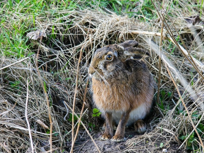 Ik was bezig met een andere haas te fotograferen na pas 10 minuten zag ik deze haas in zijn leger zitten vlak naast me in een greppel.