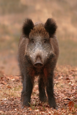 Nog n nachtje slapen en dan keert de rust terug in de veluwse bossen. Tot die tijd mag er nog op zwijnen gejaagd worden, zal deze de dans ontspringen ?

mvg vanuit het altijd zonnige Hoenderloo