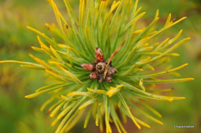 betrokken weer op de ochtend, soms regen, met telelens 17/85 ingezoomd op klein naaldboompje