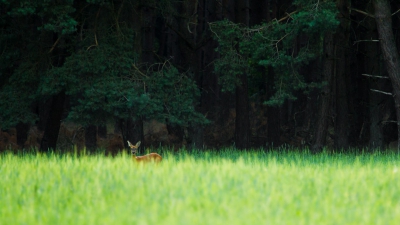 De zon verdween bijna achter de bomen waardoor een speciale sfeer ontstond.