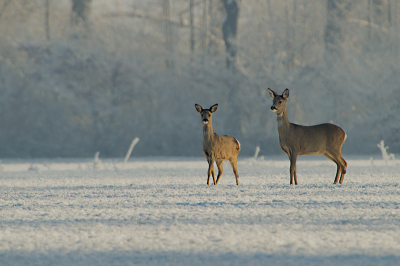 Op deze prachtige winterdag staken 7 reeen een wei over, deze 2 bleven even poseren.