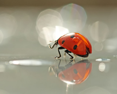 Ik zag een paar LVB in mijn tuin, en wilde daar graag een macro van maken. Maar iets op een andere manier. Daarom had ik een bakje op zijn kop, met wat druppels en het beestje vorzichtig van de tak geplukt, op het bakje...  Tegenlicht door de zon, met opzet. Vandaar de bokeh... 
Ben een beginnend fotograaf, erg zoekende, maak ook veel 'gewone'  vogelopnames, maar dit vond ik wel heel leuk. Ben benieuwd wat hier van mijn experiment gevonden wordt!