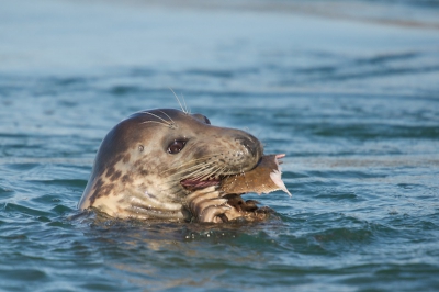 Pas geleden met een mooie dag richting de brouwersdam gegaan en had het geluk de zeehonden vissend aa te treffen.
Deze kwam vlak voor me boven.