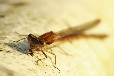 Afgelopen donderdag had ik het geluk om tegen een groepje Bruine Winterjuffers aan te lopen in Meijendel. Blijkbaar was dit een overwinteringsplek. Zo�n 10 exemplaren zaten op de stammen van Berken. Ik heb alle tijd gehad om er wat leuke foto�s van te maken.