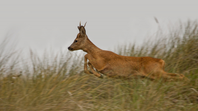 Deze ree had ik ooit al eens geplaats op nederpix, toen kreeg ik als commentaar dat er te weinig ruimte boven de ree zat. ik heb er nog eens naar gekeken met dit als resultaat. ben benieuwd wat jullie er nu van vinden.