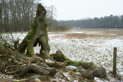Gemaakt tijdens de Natuurfotoworkshop. Opdracht: compositie - voorgrond/achtergrond en lijnen. Ik heb geprobeerd het veld wat diepte te geven door op de voorgrond dit markante stammetje een plaats te geven.