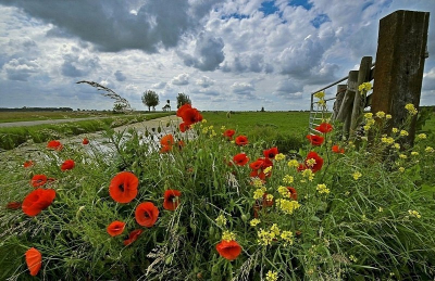 Op een zwaar bewolkte voorjaarsdag in 2011. Met de groothoek liggend van uit het zogenaamde buikstandpunt.
Ik verheug mij er weer op dat dit straks in mei ook weer te zien is in het prachtige polderlandschap van de Alblasserwaard.