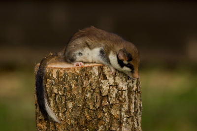 Als ik de nestkasten na de winter schoonmaak trek ik met een soort vorkje het oude nest uit de kast en borstel de kast dan schoon.
Bij een van de kasten, helemaal vol met nestmateriaal, viel er een Loir uit de kast.
In het Nederlands een Eikelmuis of Fruitrat. De Eliomys quercinus.
Het beestje was nog diep in winterslaap en bewoog alleen maar een beetje met de staart en keek een heel klein beetje uit de oogjes.
Snel een foto gemaakt en weer teruggezet in de nestkast. Of hij dat lekker vindt zon schone kast is nog maar de vraag.