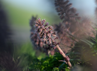 Mijn eerste foto op NP! In de berm stond een grote groep bloeiende bloemen van het grote hoefblad. Door tussen de bloemen te gaan liggen kon ik met mijn telelens deze foto maken.