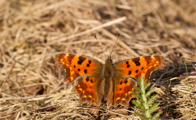 Tijdens een wandelingtje door het park, zag ik zo ineens deze mooie vlinder op de grond zitten.