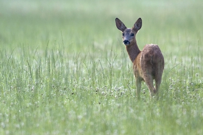 In de vroege morgen toen de mist net weg begon te trekken en het gras nog nat was van het dauw kwam ik deze ree tegen.