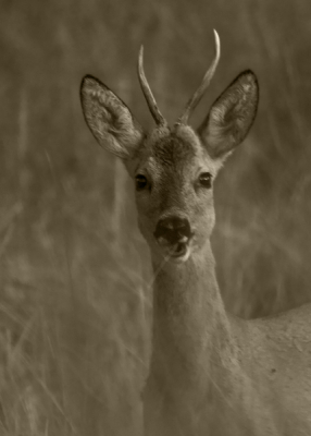 Mijn vakantie is begonnen, dus dat word veel werken maar de vrije uurtjes zoveel mogelijk met mijn camera op pad! Dit is er nog ��n van afgelopen zomer.