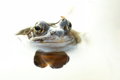 Ook ik heb me prima vermaakt met de Heikikkers. Er zijn natuurlijk al heel wat fotos voorbij gekomen op Nederpix. Ik heb er dus een geplaatst die anders is. Hopelijk valt hij in de smaak.