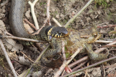 De pad ging uiteindelijk niet naar binnen. Ik hoop dat dat te maken had met een verkeerde inschatting van de ringslang en niet met een verkeerde inschatting van mijzelf. De slang leek zich in eerste instantie niet aan mijn aanwezigheid te storen, maar spuugde uiteindelijk toch onverwachts en voordat ik er erg in had de pad weer uit.