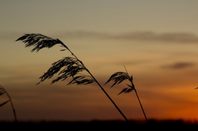 Deze liggend op de grond genomen tijdens het wandelen met mijn moeder om de zonsondergang te fotograferen.

Canon EOS 600D, f/8, 1/320