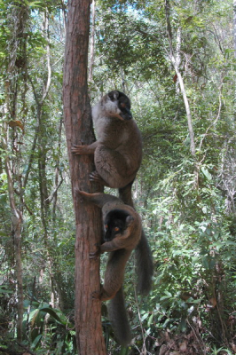 Lemuren in overvloed op Madagascar. De lokale engels sprekende gidsen hanteerden verschillende methodes om de lemuren op te sporen of te lokken. Geluiden van een cassettebandje afspelen, zelf de lokroep produceren of de dieren paaien met bananen. In de bergachtige nationale parken was het klauteren bij tropische temperaturen. De lichtomstandigheden vond ik moeilijk. Donkere regenwouden met felle zon tussen de toppen van de bomen. 
D70, Sigma 100-300 F4, Nikon 24-85 F 3,5-4,5, SB 600