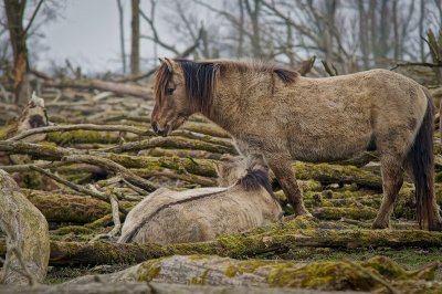 tijdens rondleiding met boswachter, Wachtend tot er een paar bij elkaar gingen staan. (bewolkt)