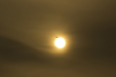 Vanochtend ben ik er vroeg uit gegaan om hier de zonsopgang te fotograferen. Ik zag al een tijdje een paar vogels vliegen en heb toen mijn 80-200mm op mijn camera gezet en met wat geluk heeft dat tot deze foto geleid.