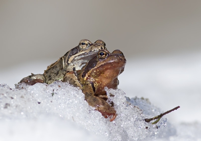 Samen onderweg naar een bergmeertje waar zich al duizenden soortgenoten (volgens mij bruine kikkers) hadden verzameld. Eerst moesten ze nog even over een berg sneeuw.