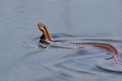 midden op de dag, adder was aan het jagen op kikkers in het water. iets wat ik nog nooit eerder tegengekomen ben.