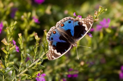 Tussen de tijgersafari's door ben ik in de buurt van het hotel op zoek gegaan naar vlinders. Deze werkte goed mee en bleef rustig zitten.