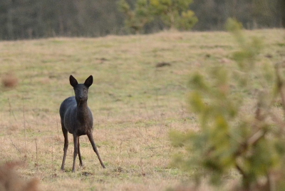 tijden een vrij uurtje kwam ik dit donker bruin ree tegen
Om haar kop er mooi op tekrijgen maar haar niet te storen was nog niet gemakkelijk
Dichterbij wou ik dan ook niet komen 
Het voelt pas goed als de situatie na de foto ongewijzicht is