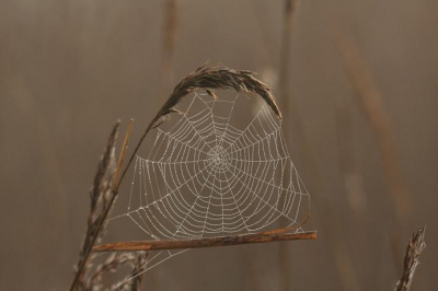 De mist van vanmorgen zorgde voor de vochtdruppeltjes, het wazige zonlicht zorgde voor de mogelijkheid voor een tegenlichtopname