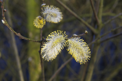 Bloesem van de waterwilg in de ochtendzon. Van dichtbij genomen in de Av stand.