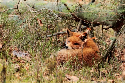 Henri van Vliet PixPas (Basic)
Wetenschappelijke naam: 	Vulpes vulpes
Nederlandse naam: 	Vos
Engelse naam: 	Fox
Plaats: 	Hoenderloo
Datum: 	31-10-2010
Opname omstandigheden: 	Vosje beukenblad dutje vosje boom beukenblad blaadjes fox vos vos vulpes vulpes herfst blad bla bla bla
Techniek (bewerkingen/exif): 	eywgfygfy2gexex ifi2hf if2ifhi2u euici2nbcibiux wcbh hbfkb hbhbdwb b debwdi dbbwbxww ddd ddbdkwb4i7 x ryy99u0u9iixeduuwe e33ye