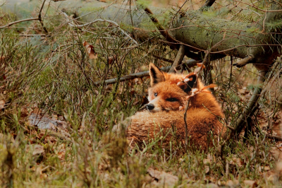 Henri van Vliet PixPas (Basic)
Wetenschappelijke naam: 	Vulpes vulpes
Nederlandse naam: 	Vos
Engelse naam: 	Fox
Plaats: 	Hoenderloo
Datum: 	31-3-2012
Opname omstandigheden: 	Henri van Vliet PixPas (Basic)
Wetenschappelijke naam: Vulpes vulpes
Nederlandse naam: Vos
Engelse naam: Fox
Plaats: Hoenderloo
Datum: 31-10-2010

Techniek (bewerkingen/exif): eywgfygfy2gexex ifi2hf if2ifhi2u euici2nbcibiux wcbh hbfkb hbhbdwb b debwdi dbbwbxww ddd ddbdkwb4i7 x ryy99u0u9iixeduuwe e33ye
Techniek (bewerkingen/exif): 	---- BD Essential Exif ----

Camera Model: Canon (Canon EOS 7D)
Lens Focal Length: 186,00 mm (150-500mm)
Shutter Speed: 1/20 sec
F-Number: F7,1
ISO: 800
Compensation: EV -1/3

geen crop
geen andere bewerking dan verkleinen en verscherpen met bd-sizer