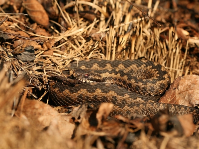 Afgelopen Woensdag vrij genomen ivm het mooie weer,en lekker  's morgens de natuur in,met als doel een paar adders te vinden,Deze adder een poos geobserveerd van afstand,en ging na verloop van tijd rustig zich opgerold liggen op te warmen !