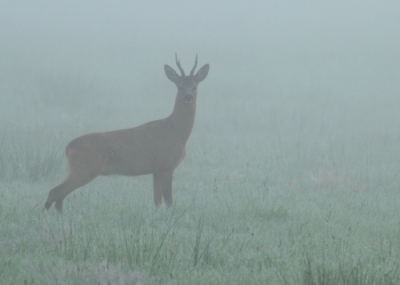 Een prchtige morgen met mist en dauw, oog in oog met een reebok. Dit moment is adembenemend, niet bewegen toch fotograferen.