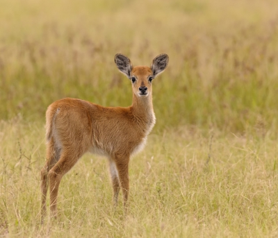 Samen met Wim Werrelman ben ik net terug van een 14-daagse trip door Malawi & Zambia. Het was geweldig, zoveel gezien en meegemaakt, geweldig. En hoewel we voornamelijk voor de vogels gingen (zie birdpix de komende tijd) is het natuurlijk een leuke bijkomstigheid dat er nog veel meer te zien is ter plaatse. Zoals bijvoorbeeld dit Puku'tje. Net een paar dagen oud. T schattig. En dat tijdens de laatste gamedrive, een paar minuten voordat fotograferen echt te lastig werd wegens invallende duisternis.