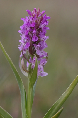 <i class='fa fa-user'></i> Gerard Schouten | Vleeskleurige Orchis  <i class='fa fa-eye'> 181</i>   <i class='fa fa-comment-o'> 2</i>