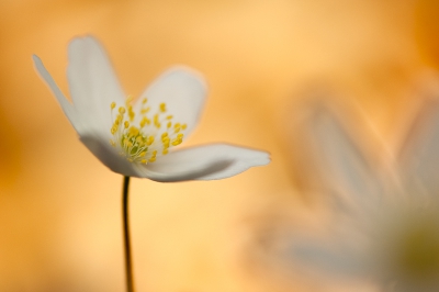 Je kunt ze blijven fotograferen de bosanemonen. Zo mooi teer op hun stelen. Vroeg in de ochtend de kopjes nog gesloten maar al gauw piepen ze allemaal open zodra ze het eerste zonnestraaltje voelen. Het oranje op de achtergrond is het zonlicht op de verdorde bladeren.