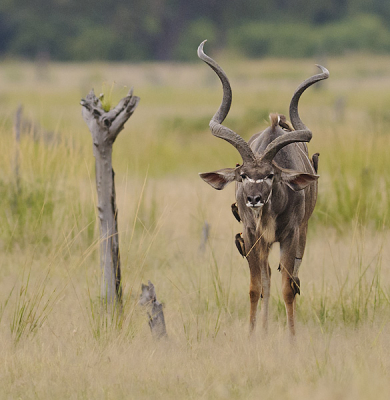 Tijdens de laatste gamedrive van een prachtig bijna 2 weken durend verblijf in Malawi en Zambia kwamen we een groep van 4 mannetjes Grote Koedoe tegen, samen met 1 vrouwtje. Vreemde samenstelling, maar erg mooi om te zien. En waar ze meestal schichtig zijn en alleen hun achterkant laten vereeuwigen bleef de hele groep rustig staan. Genieten.