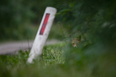 Mijn enigste contact die morgen met vossen in Lutjegast ooit. Ik had ze vrijer in beeld, maar ook op deze manier, waar de aandacht niet meteen naar de vos zelf gaat.