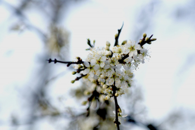 Eerst gedentificeerd in het determinatie album (Bedankt Hendrika!). 

Eindelijk is het weer lente! Na maanden waarin alle bloemen etcetera dood waren kunnen we weer beginnen met deze fotograferen. Deze bloesem vond ik langs een fietspad. Gefotografeerd vanaf een monopod.