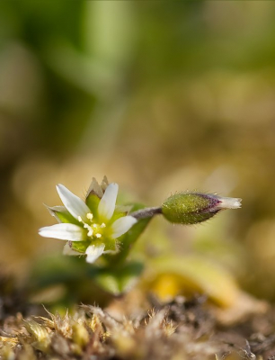 Plat op mijn buik liggend en mijn statief op de laagste stand heb ik dit plantje gefotografeerd. Op braakliggend industrieterrein in de Wieringermeer.