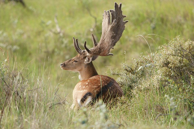 Dit damhert lag lekker van de zon te genieten,toen ik hem zag ben ik langzaam zijn kant op gelopen.Elke keer een paar stappen en dan een foto,dan weer wat dichter bij tot ik deze foto kon maken.