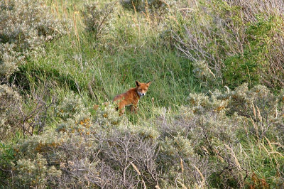 Altijd als ik in de duinen loop ,ben ik op zoek naar vossen. Mestal is het een schim en soms heb je wat mazzel.