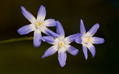 Een van de stengels van deze plant hing opzij gebogen. Veel schaduw door de bomen. De bloemen uitgelicht door een reflectiescherm